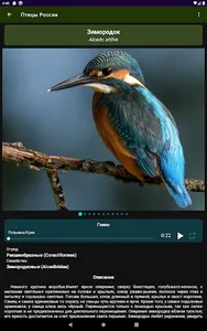Птицы России screenshot 13