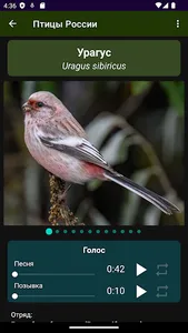 Птицы России screenshot 3