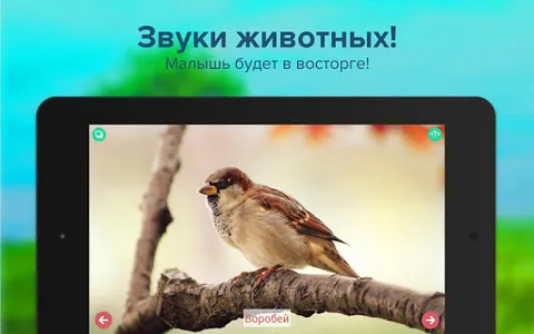 Карточки с животными учим screenshot 6