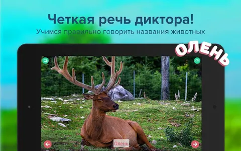 Карточки с животными учим screenshot 7