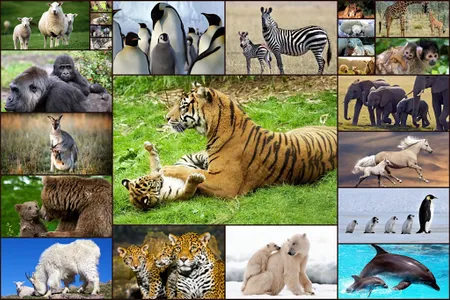 Baby Animal Jigsaw Puzzles screenshot 10