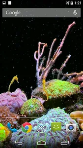 Seahorse Video Live Wallpaper screenshot 1