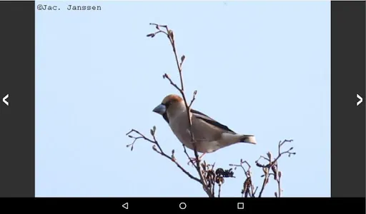 Vogels in Nederland screenshot 11