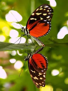 Butterfly Jigsaw Puzzles screenshot 7