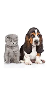 Basset Hound Wallpaper screenshot 0