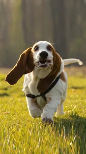 Basset Hound Wallpaper screenshot 1