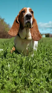 Basset Hound Wallpaper screenshot 2