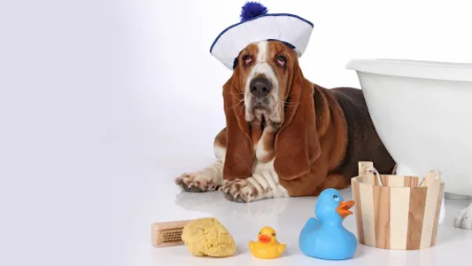 Basset Hound Wallpaper screenshot 23