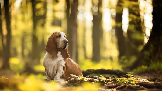 Basset Hound Wallpaper screenshot 3