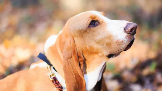Basset Hound Wallpaper screenshot 4