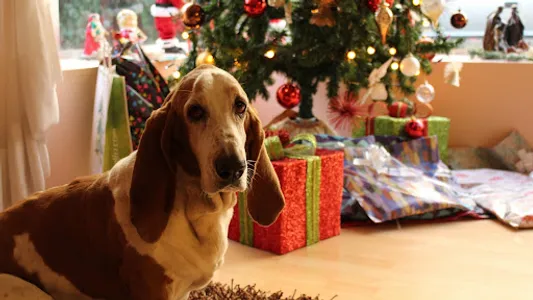 Basset Hound Wallpaper screenshot 5