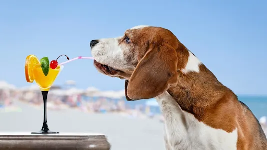 Basset Hound Wallpaper screenshot 6