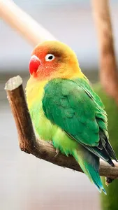 Lovebird Wallpaper screenshot 10