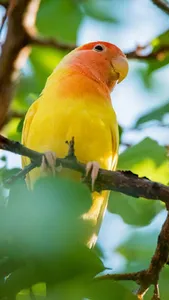 Lovebird Wallpaper screenshot 11