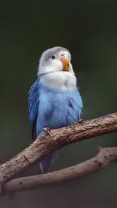 Lovebird Wallpaper screenshot 15
