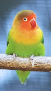 Lovebird Wallpaper screenshot 16