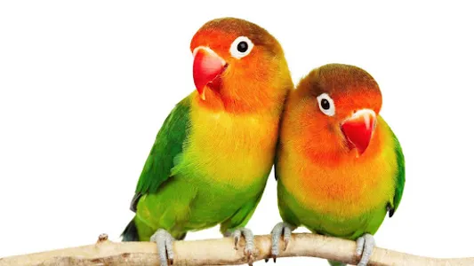 Lovebird Wallpaper screenshot 17