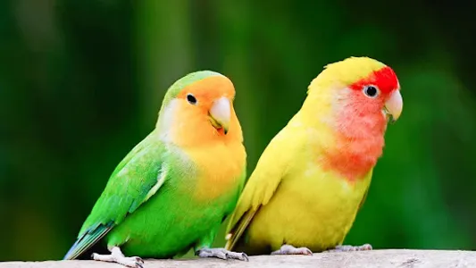 Lovebird Wallpaper screenshot 20