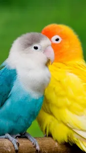 Lovebird Wallpaper screenshot 22