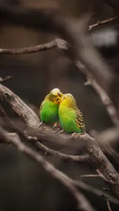 Lovebird Wallpaper screenshot 5