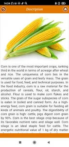 Corn: from A to Z screenshot 1