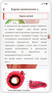 Human Anatomy. Angiology screenshot 3