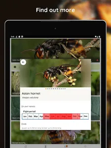 Asian Hornet Watch screenshot 10