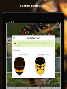 Asian Hornet Watch screenshot 11