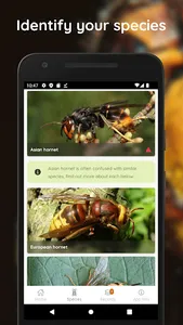 Asian Hornet Watch screenshot 3