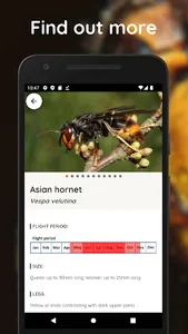 Asian Hornet Watch screenshot 5