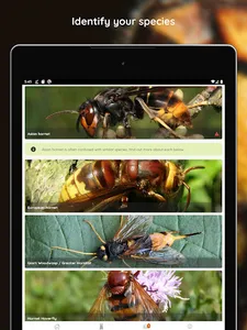 Asian Hornet Watch screenshot 9