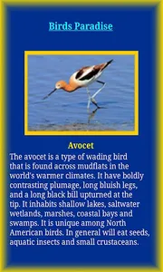 Birds Life screenshot 2
