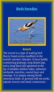 Birds Life screenshot 6