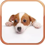 Dog Breeds Trivia Quizzes icon