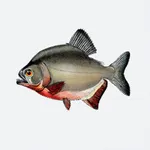 Piranhas - Find the cheapest store for your books icon