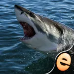 Shark Puzzles for Kids Free Jigsaw Wonder Collection icon