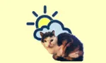 WeatherCatTV icon