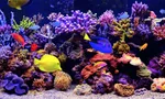 Amаzing Aquarium icon