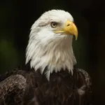 Bald Eagle Wallpapers icon