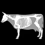 3D Bovine Anatomy icon