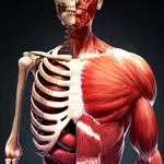 Human Body Atlas: 3D Medical icon