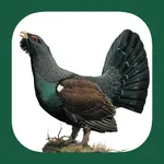 Eastern Europe Birds icon