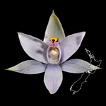 NZ Orchid Key icon