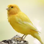 Canary Sounds icon