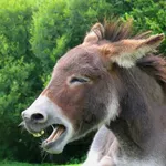 Donkey Sounds! icon