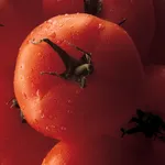 Tomato MD icon