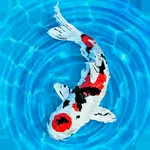 My Koi icon