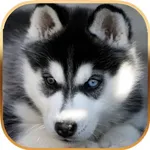 Talking Dog Virtual Pet Husky icon