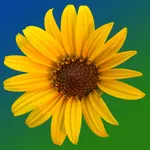 Kansas Wildflowers icon