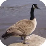 Goose Hunting Calls! icon